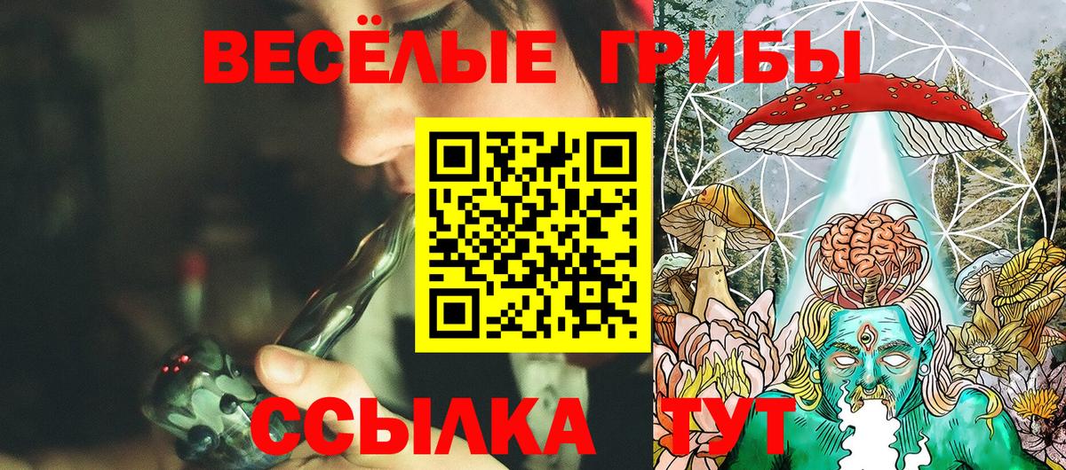 Псилоцибиновые грибы Psilocybe Балтийск